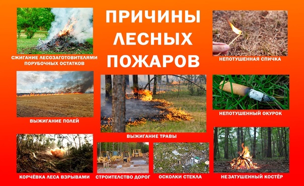 Правила поведения населения при лесных пожарах.