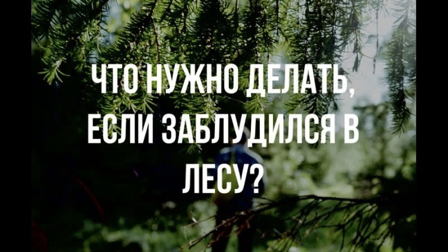 Лесник составил и испытал советы для заблудившихся в лесу..