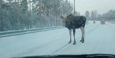 Осторожно, водители!.