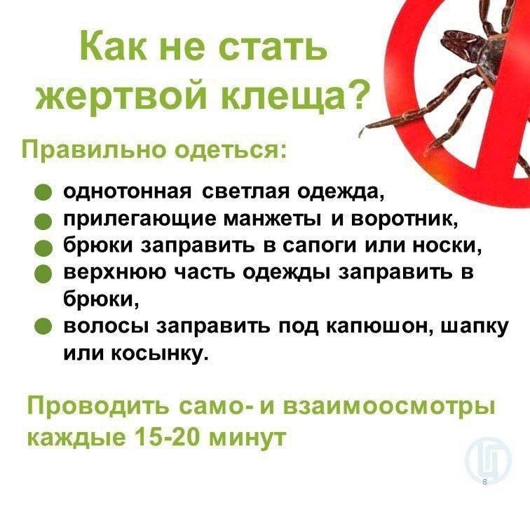Что делать, чтобы не стать жертвой клещей.