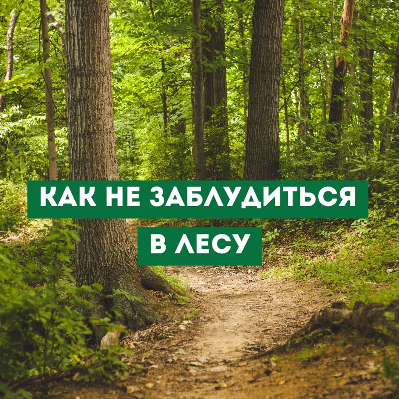 Как не заблудиться в лесу.