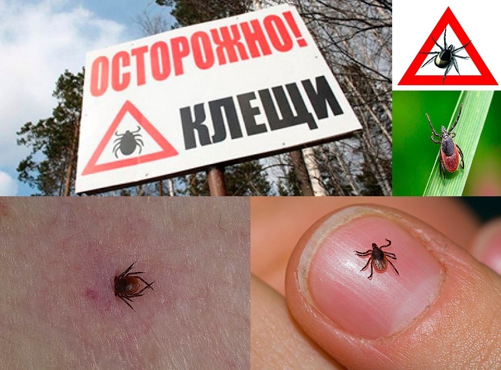 Тихая угроза: как спастись от клещей и почему они вышли на охоту раньше времени.