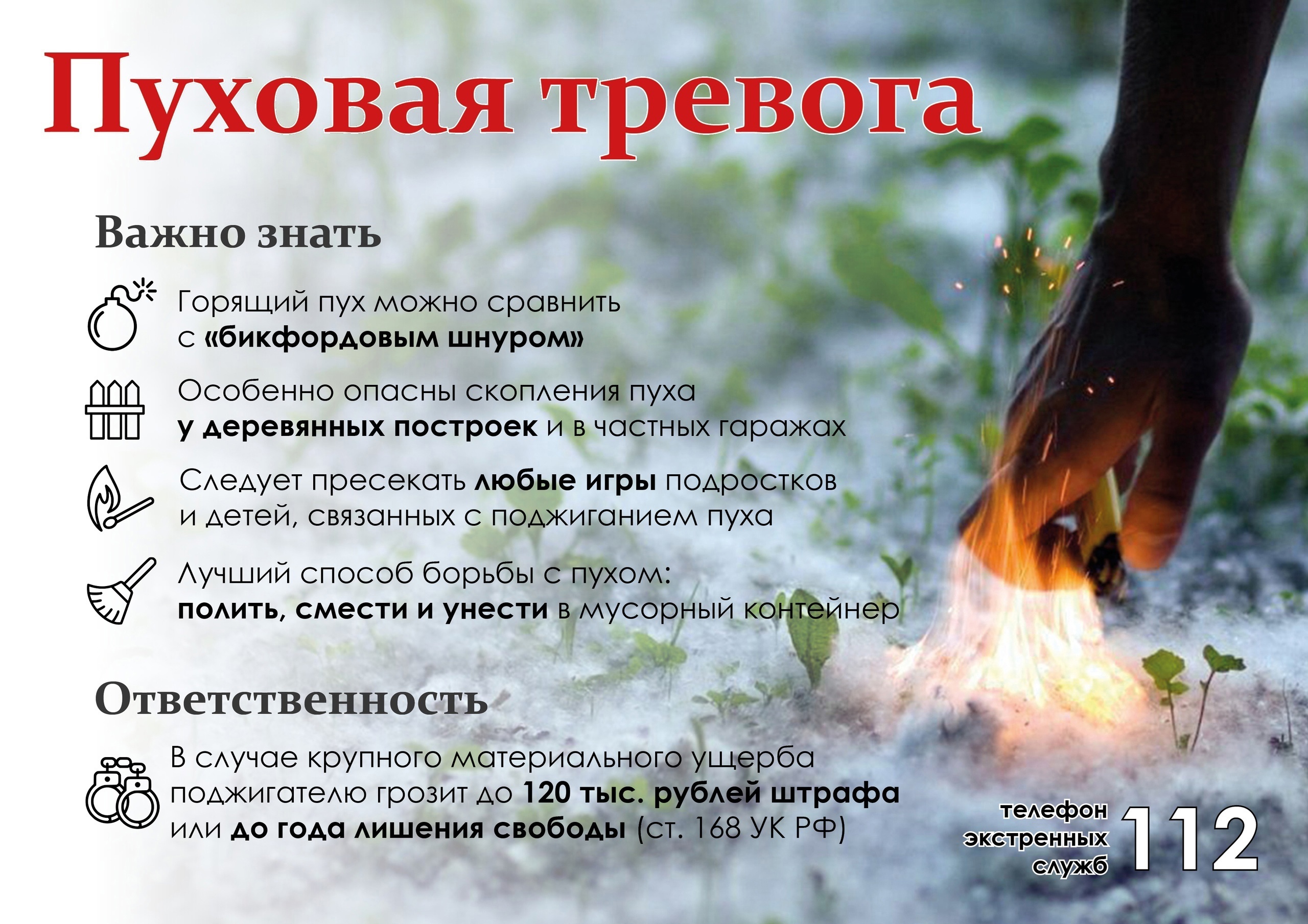 Совсем скоро наступит пора тополиного пуха..