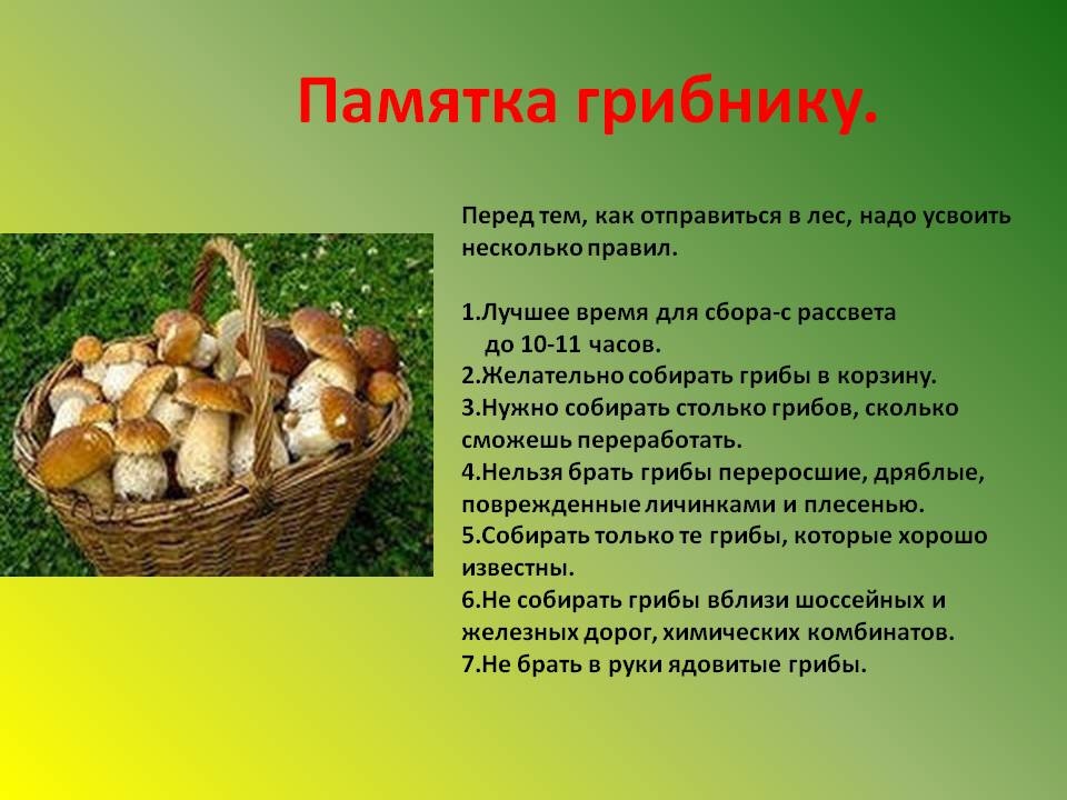 Правила безопасного поведения в лесу (памятка для грибников).