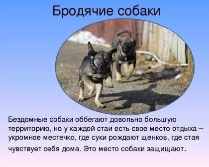 Памятка по безопасности детей при встрече с бродячими собаками:.