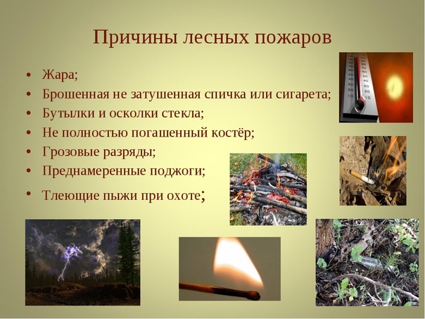 Правила поведения населения при лесных пожарах.