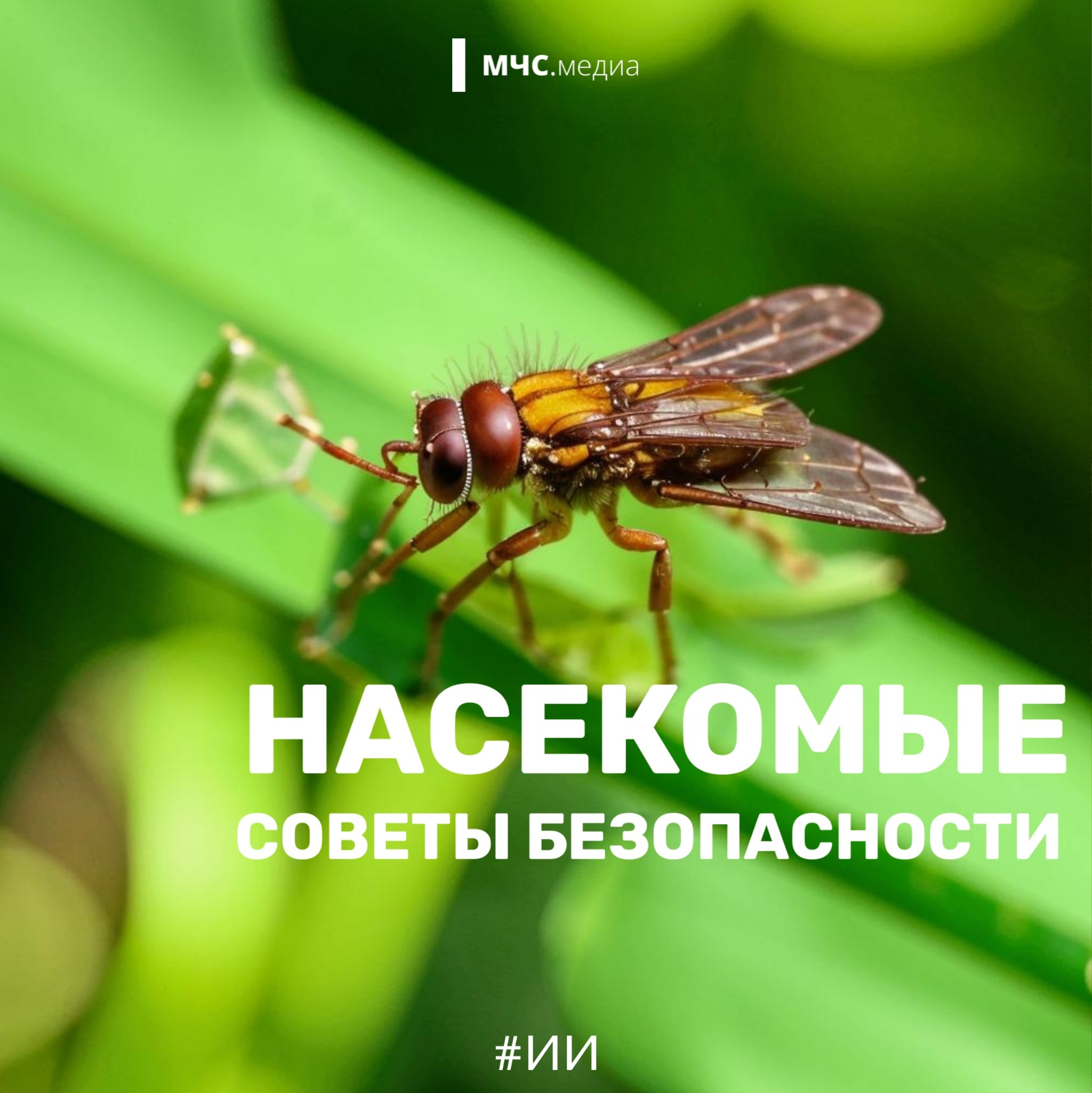 Как бы не старалась природа задержать зиму и весну, лето продолжает бороться за свои права. И с каждом днем дарит нам все больше и больше тепла..