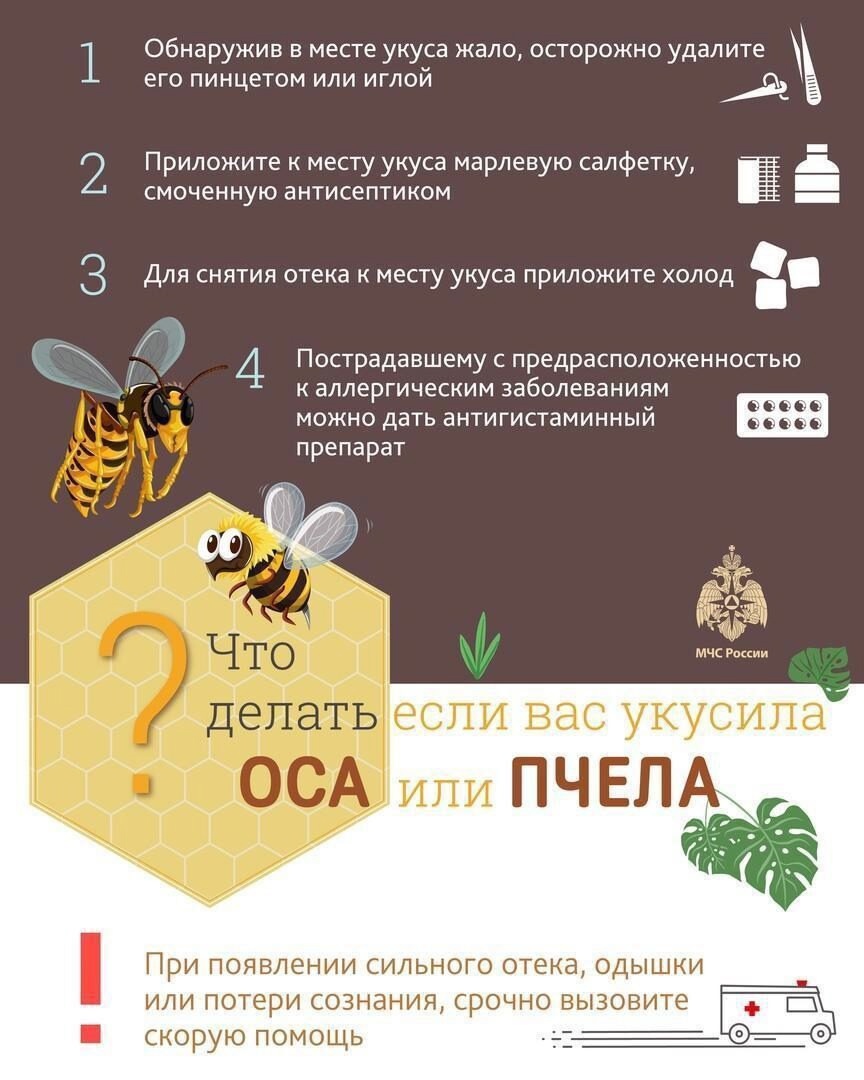 🐝Что делать, если вас укусила оса или пчела❓.