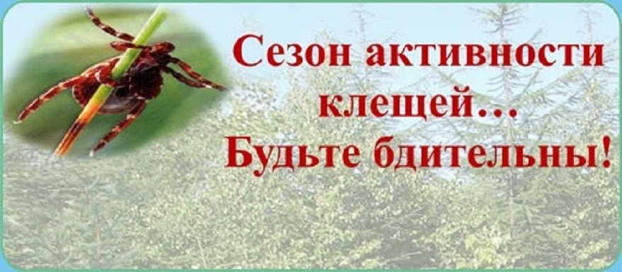 Клещи — одни из самых опасных переносчиков инфекций, активизирующихся в тёплое время года..