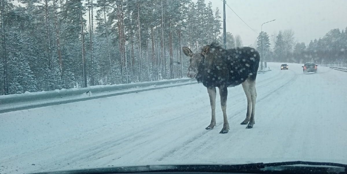 Осторожно, водители! Дикие животные на дороге!.