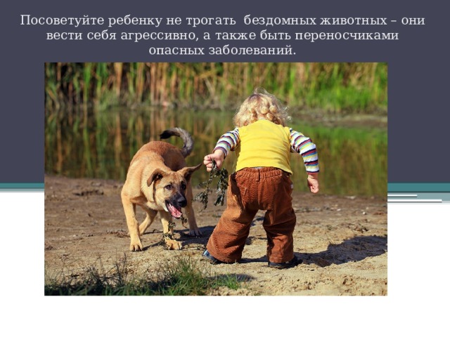 Памятка по безопасности детей при встрече с бродячими собаками:.