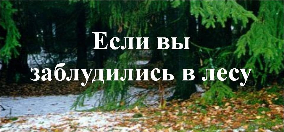 Что делать, если вы заблудились в лесу.