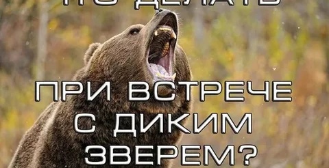 Что делать, когда встретил дикое животное. Что делать, когда встретил дикое животное.