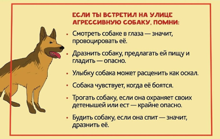 КАК ДЕЙСТВОВАТЬ, ЕСЛИ СОБАКА ГОТОВА НА ВАС НАПАСТЬ . КАК ДЕЙСТВОВАТЬ, ЕСЛИ СОБАКА ГОТОВА НА ВАС НАПАСТЬ .