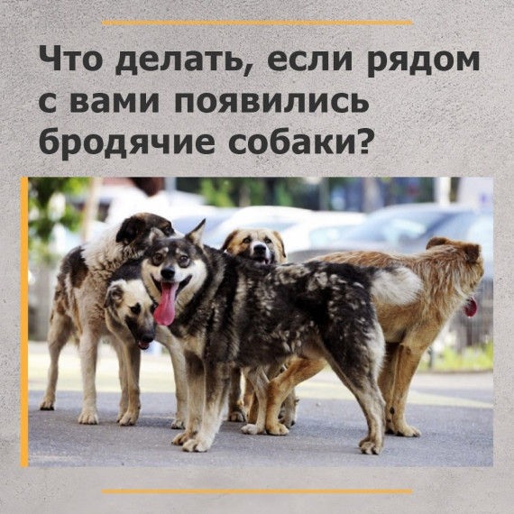 Памятка о правильном поведении при встрече с бродячими собаками:. Памятка о правильном поведении при встрече с бродячими собаками:.