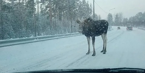 Осторожно, водители! Дикие животные на дороге!. Осторожно, водители! Дикие животные на дороге!.