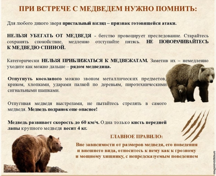 Правила поведения при встрече с дикими животными. Правила поведения при встрече с дикими животными.