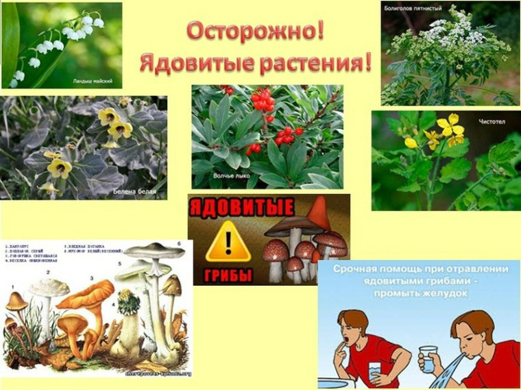 Памятка по профилактике отравлений ядовитыми растениями. Памятка по профилактике отравлений ядовитыми растениями.