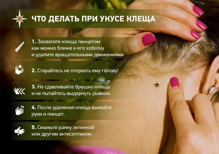 Увидел клеща - не паникуй!. Увидел клеща - не паникуй!.